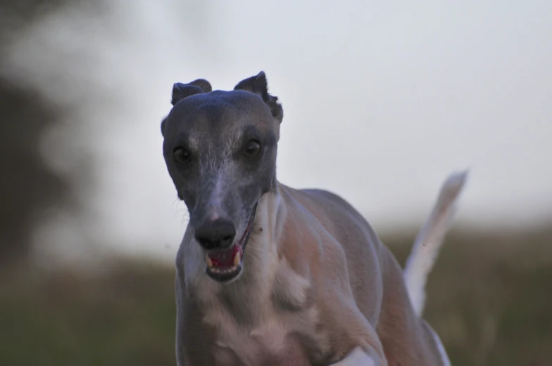 a dog that is running through a field