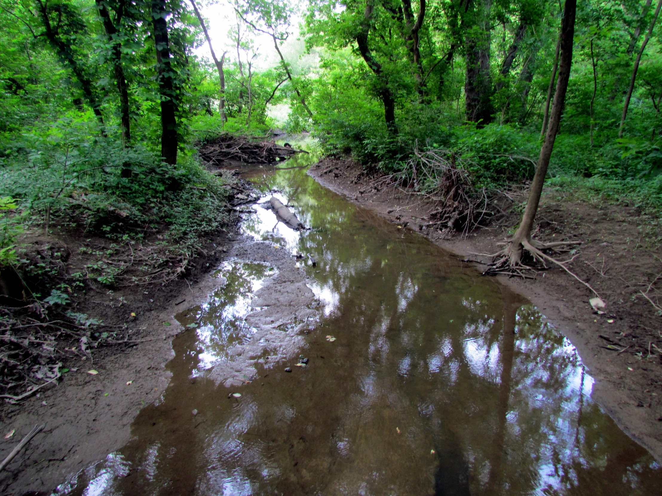 a small creek in a lush green forest