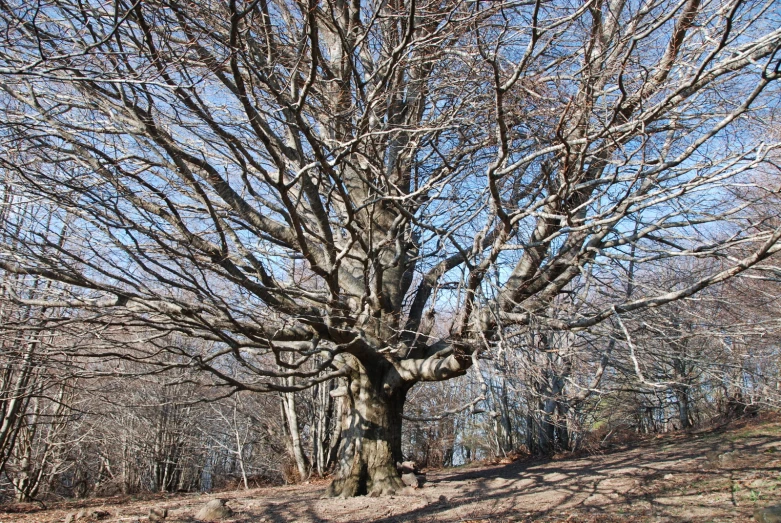 a leafless tree stands in the middle of a dry area