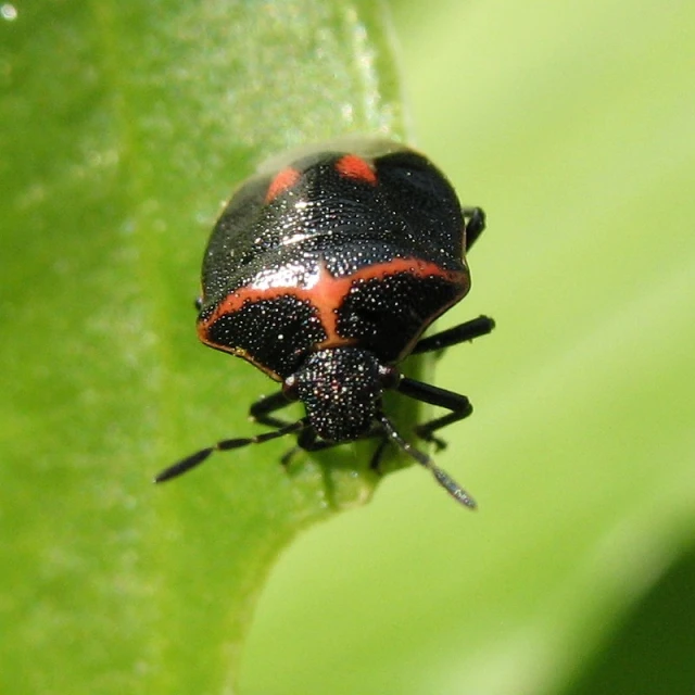 a close up of a bug on a leaf