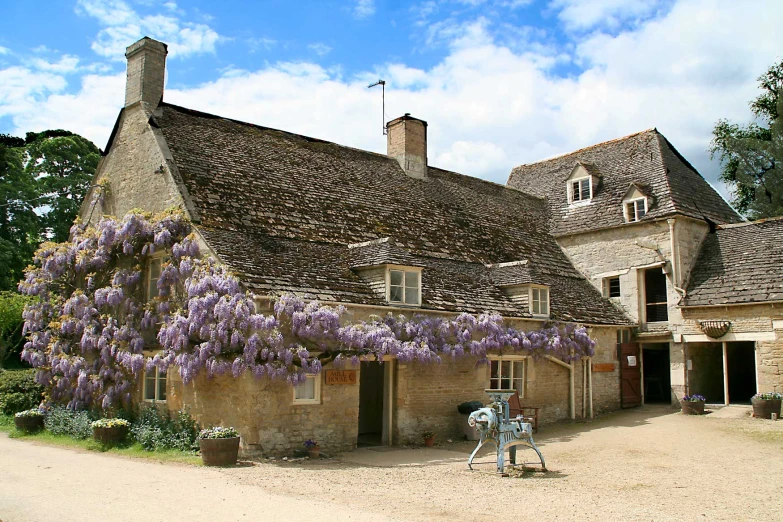 a purple flowering tree next to a building