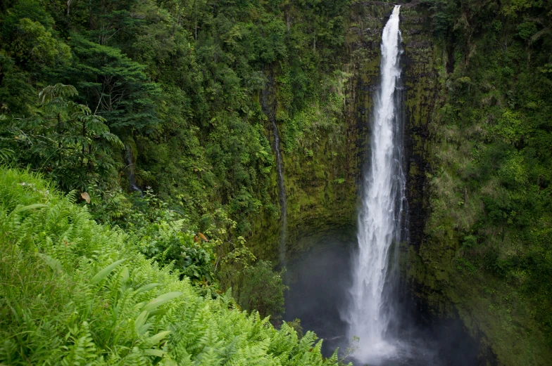 a waterfall is surrounded by green forest