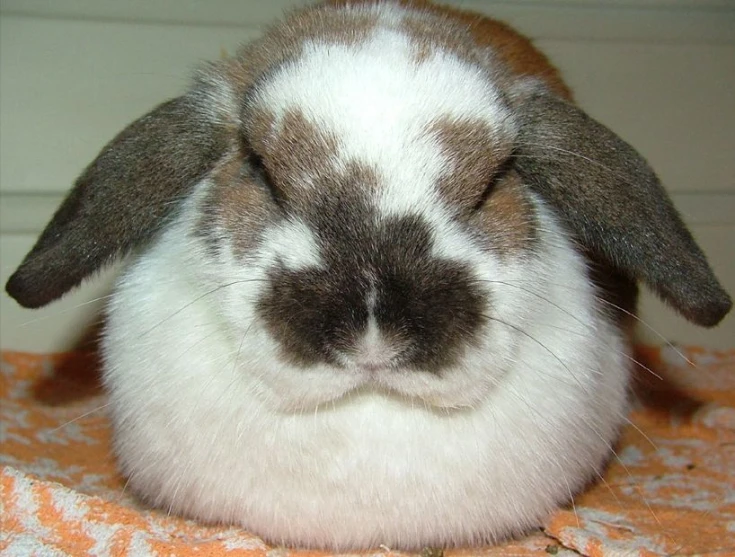 a rabbit is sitting on an orange blanket