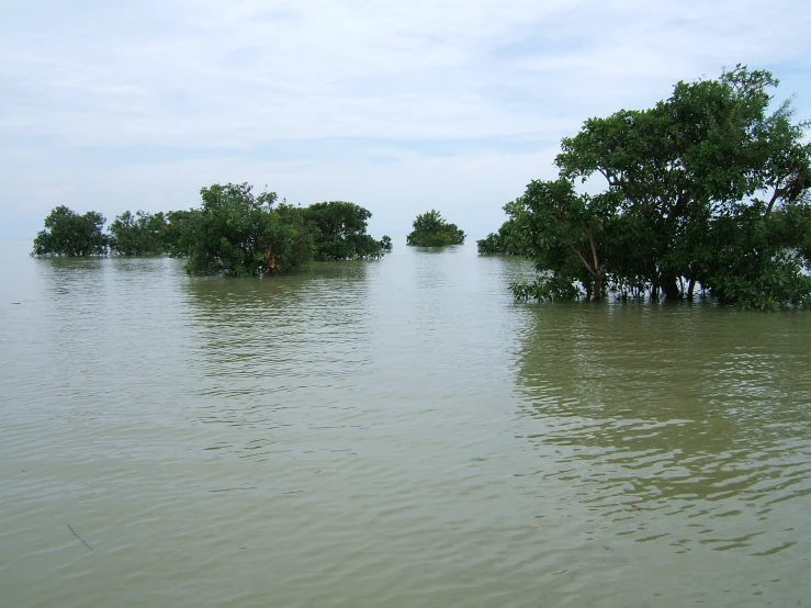 an area with water that looks overflowing, and several trees are surrounded by water