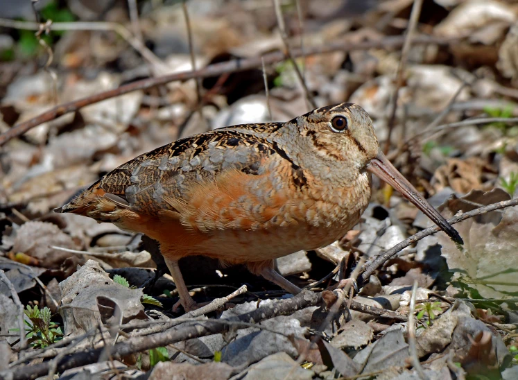 a brown and white bird is standing on its side in the grass