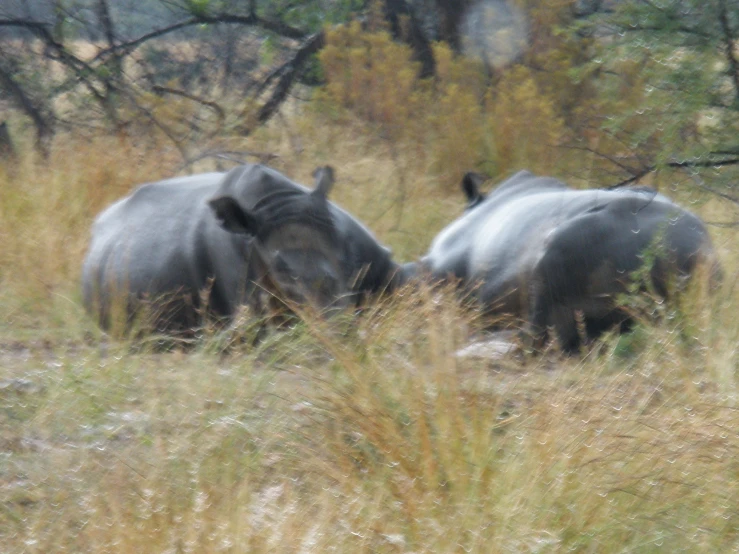 a couple of rhinos are in the wild