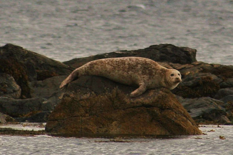 there is a seal on the rocks by the water