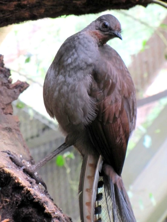 a gray bird sitting on top of a dead tree