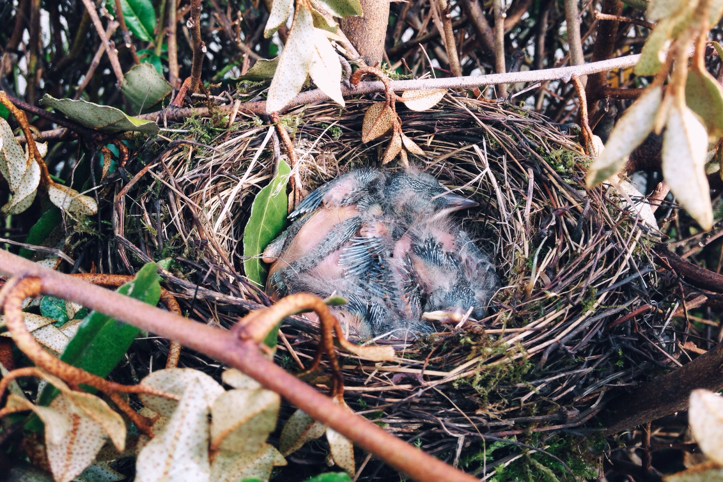 a baby bird is in its nest outside