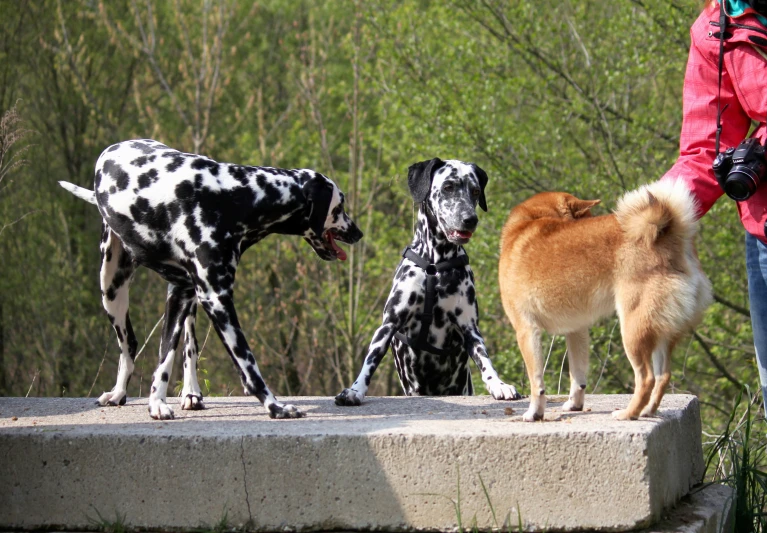 three dogs on a rock in front of some trees