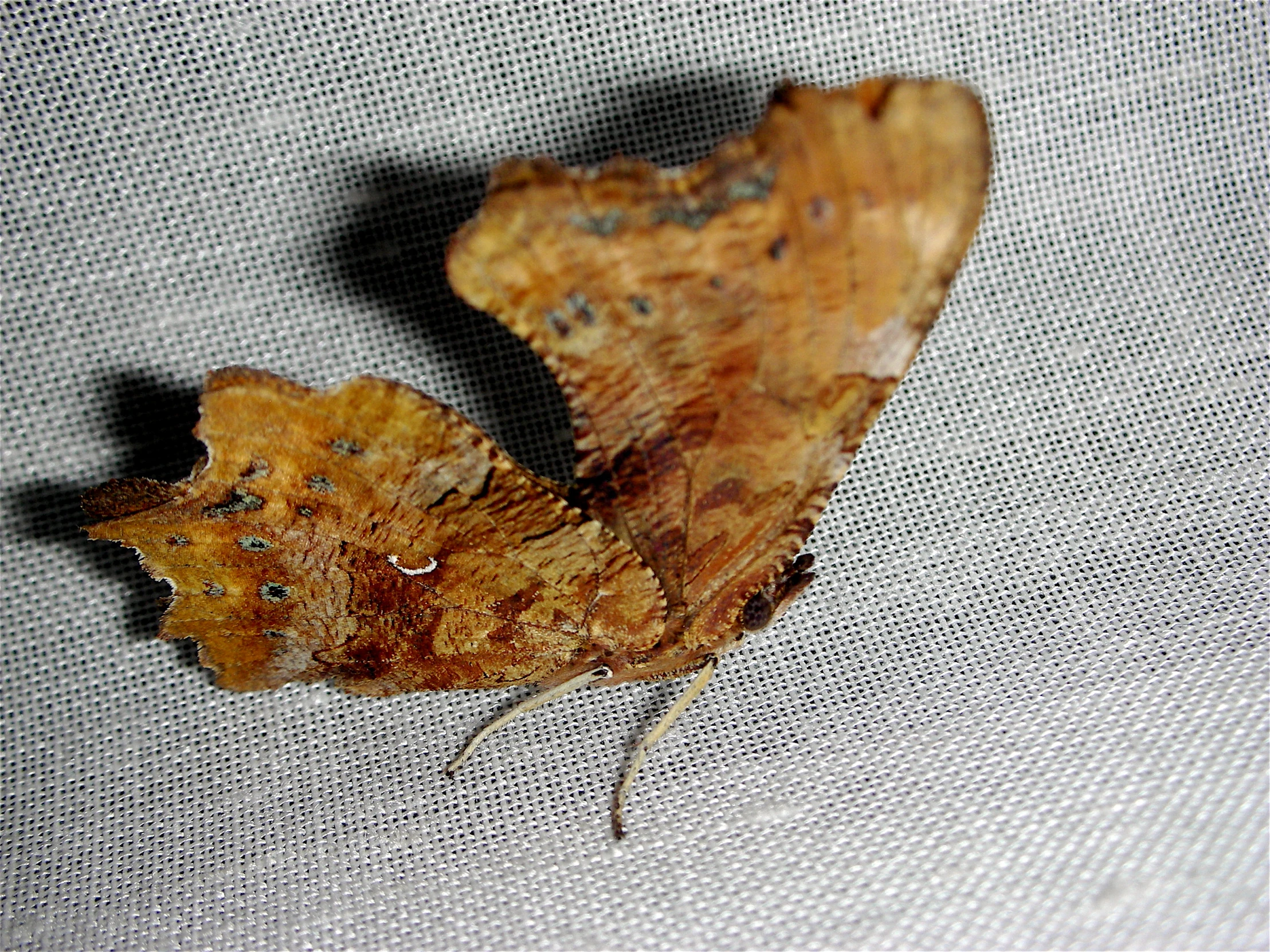 the underside view of a small moths leaf