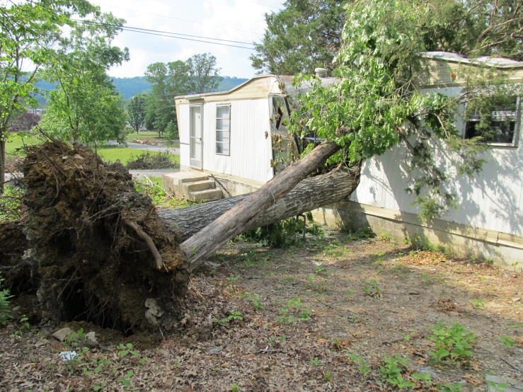 an uprooted tree is shown next to a small home