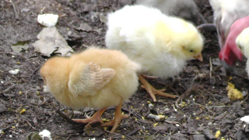 three baby chickens with brown and white feathers walking near a couple of smaller chicks