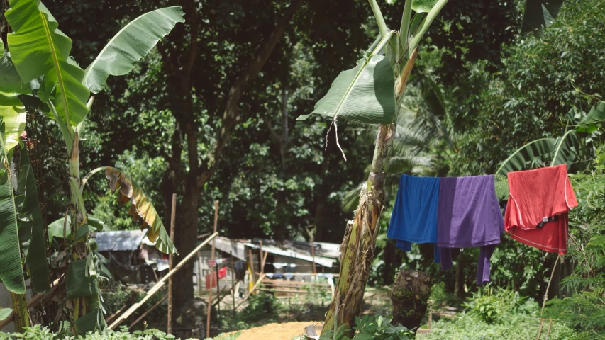 a row of clothes hung out to dry in the jungle