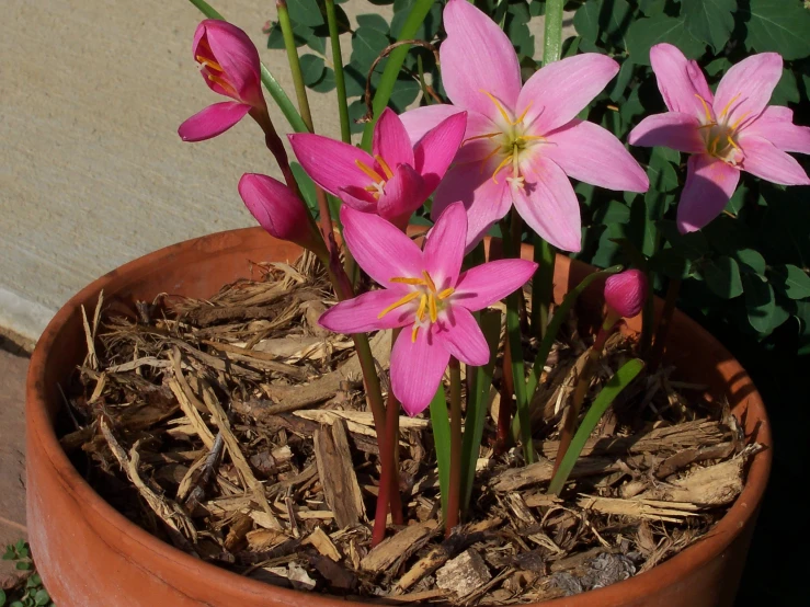 small pink flowers are growing in a large clay pot