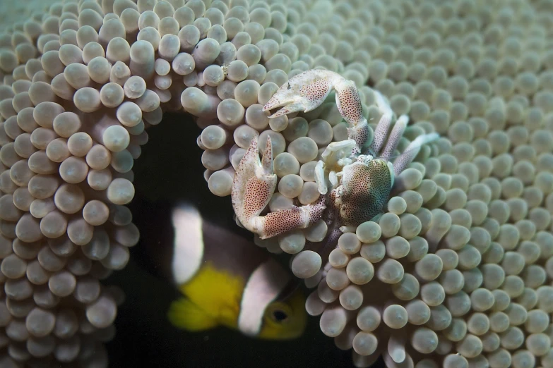 a small yellow and black fish is hiding in some white bubbles