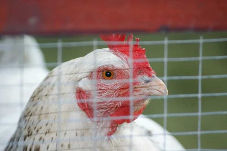 a white chicken behind a caged in fence