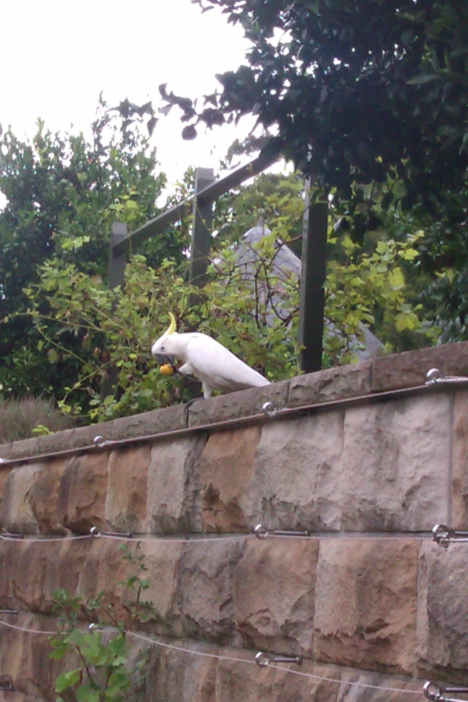 large white bird standing on a stone wall near a tree