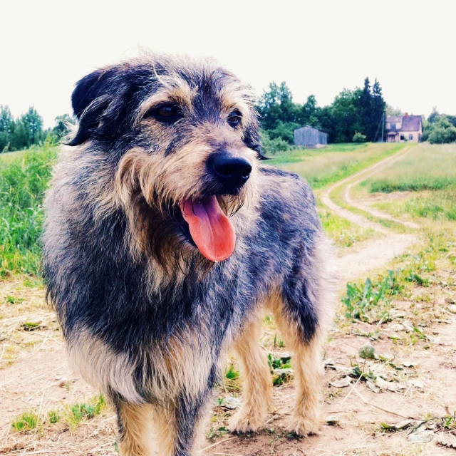 the dog is standing in the middle of the road