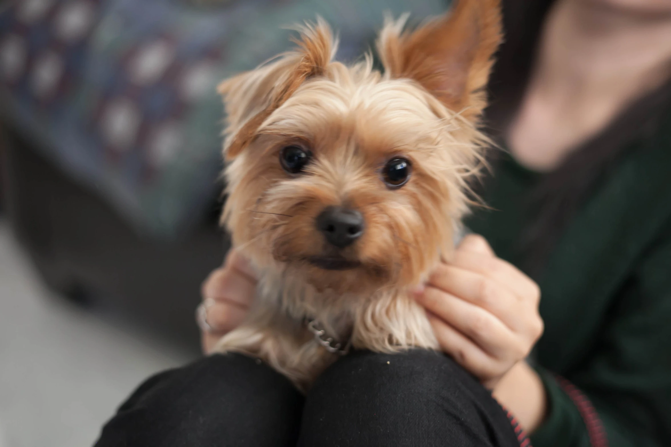 a cute little brown and black dog sitting on a persons lap