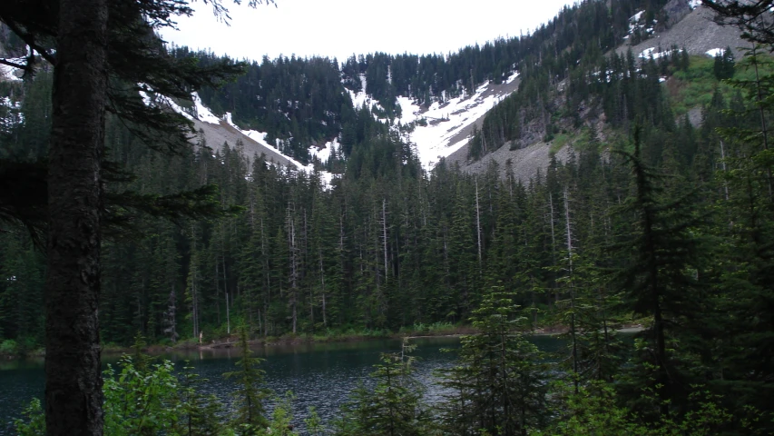 a pond surrounded by trees near a forest