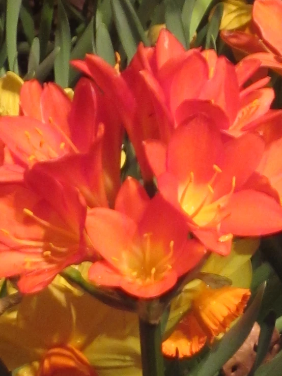 a cluster of red and yellow flowers in a garden