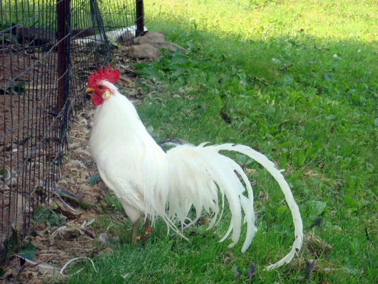 there is a rooster that is standing in the grass