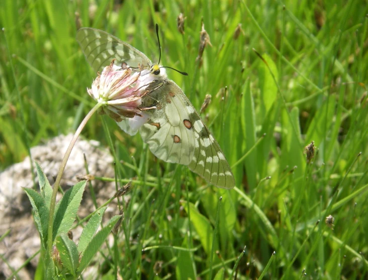 a brown and white erfly with spots on it's wings sitting in tall grass