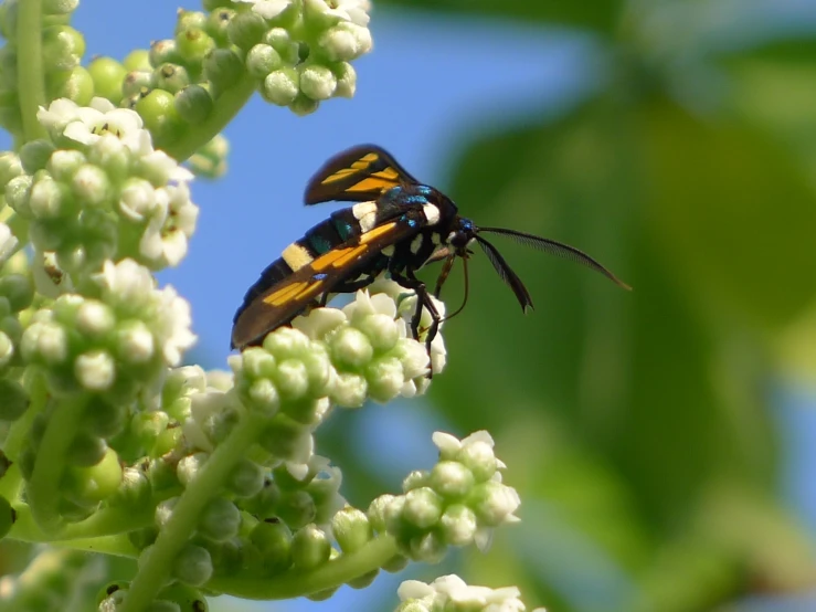 two large bees sitting on top of white flowers