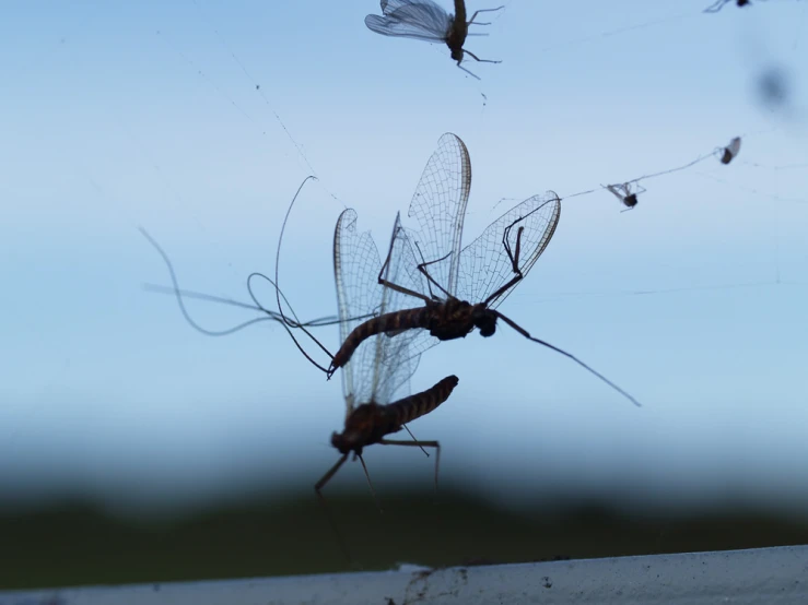 some kind of insect on a white fence