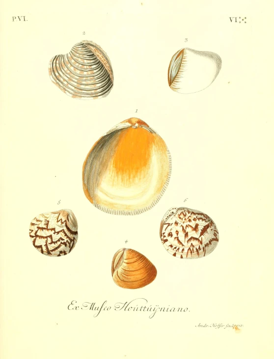 a close up of different shells on a white background