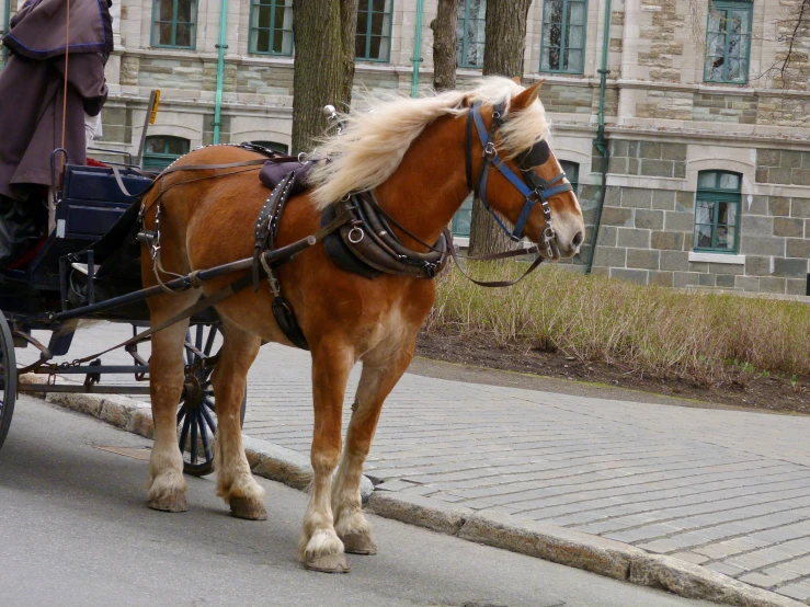 a horse pulls a small carriage down the street