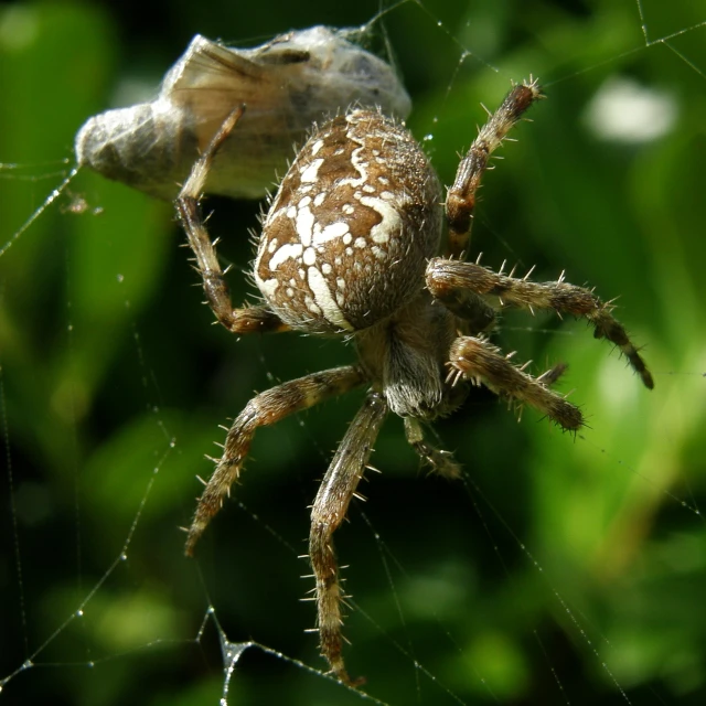 a spider sitting in the middle of its web