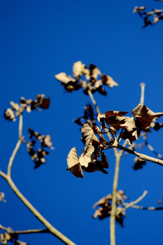 leaves and buds in front of the sky on an almost clear day