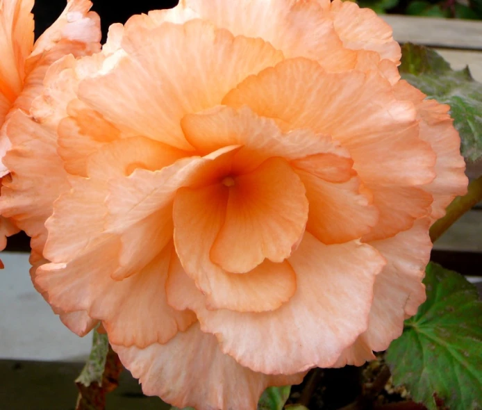 the flower has large petals of orange colored flowers