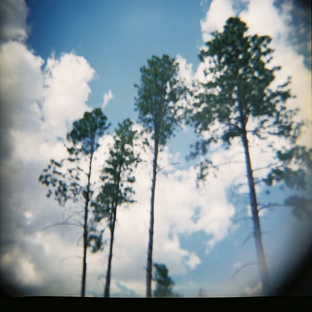 a group of tall trees on a sunny day