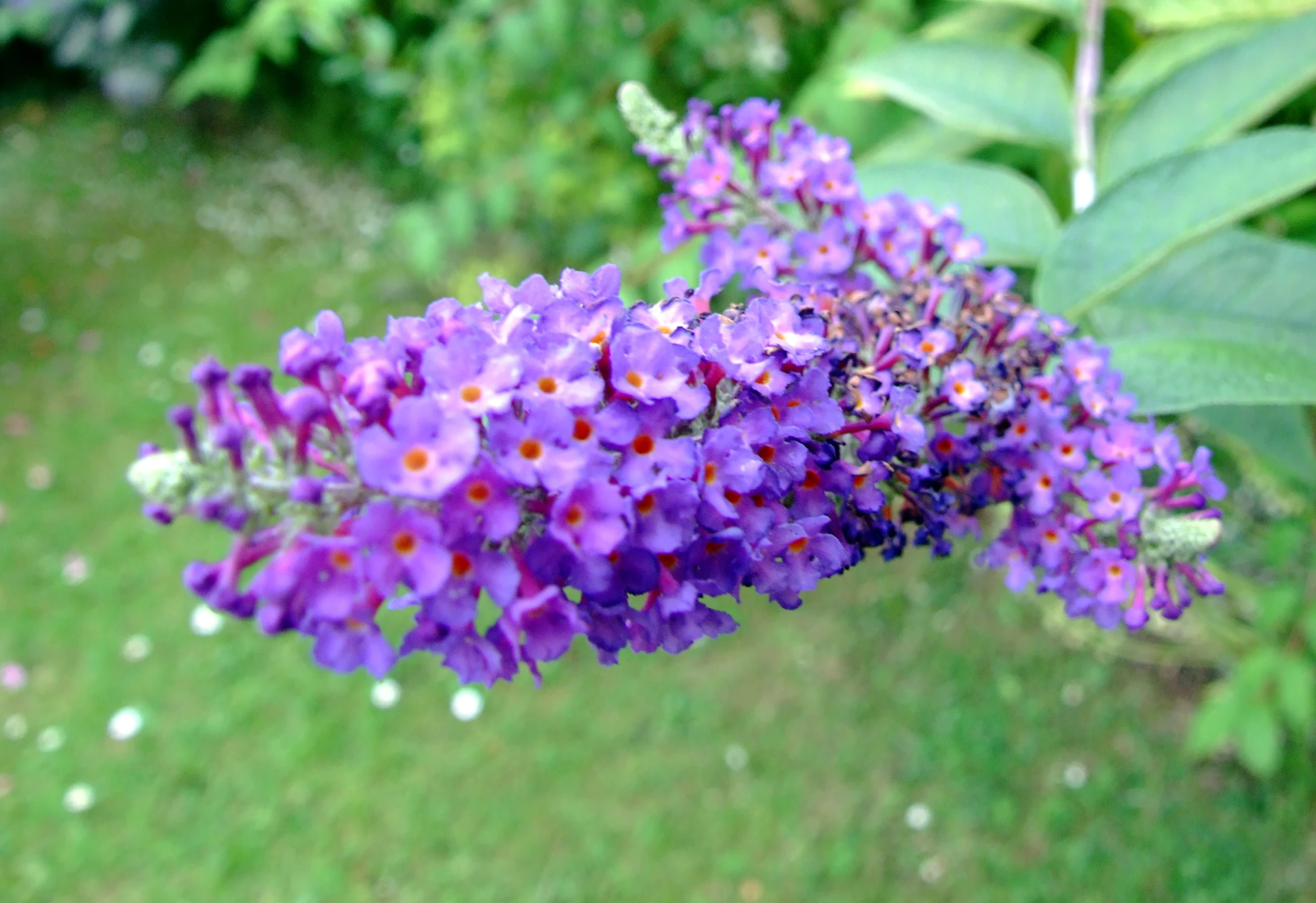 a purple flower sitting on top of a green field