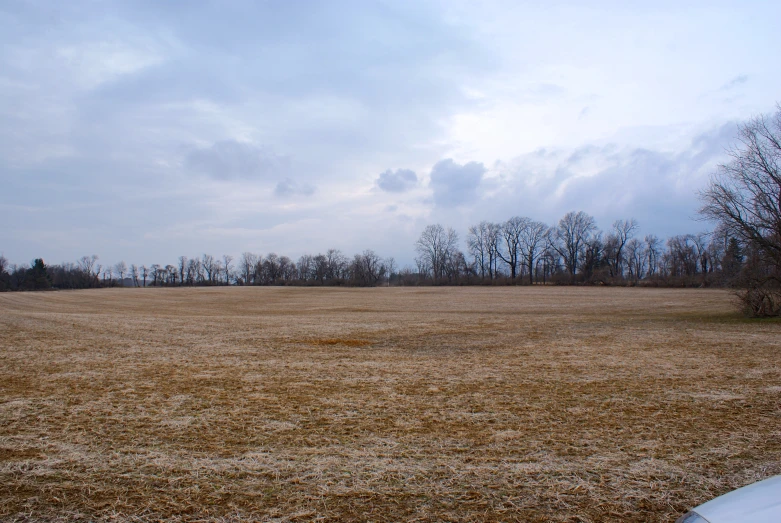 there is an open field with many bare trees