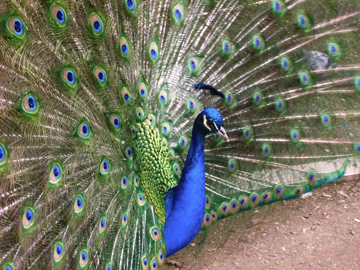 a peacock with its feathers in full bloom and displaying its feathers