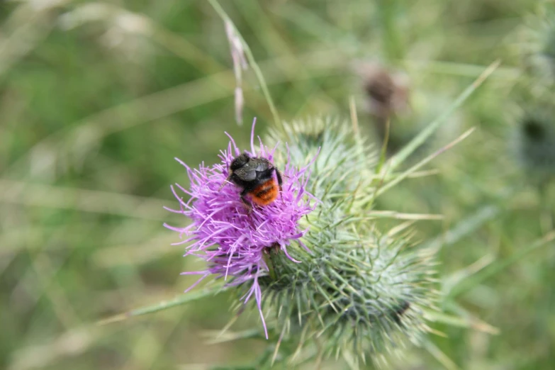 a red and black bee sitting on the tip of a cactus