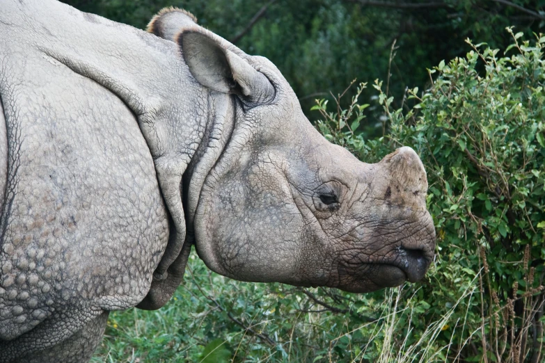 a rhino that has been in some grass