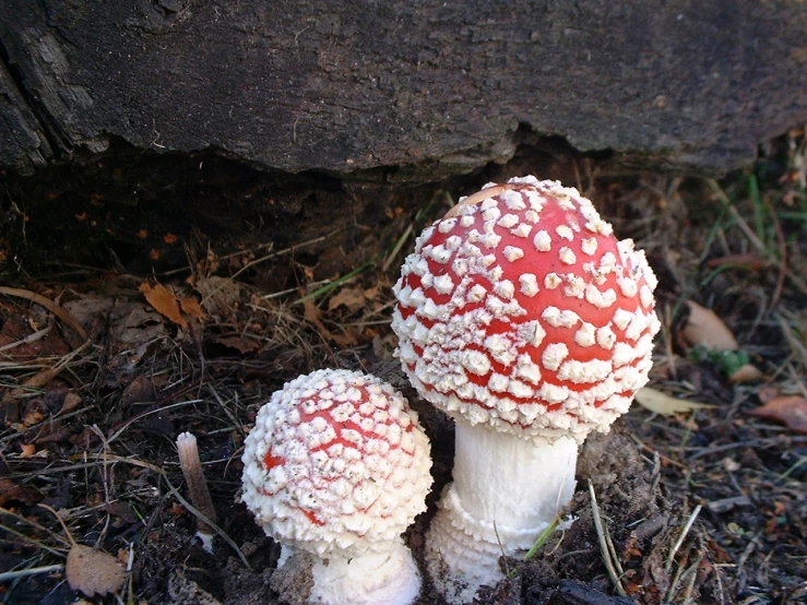 two mushrooms are standing together outside on the ground