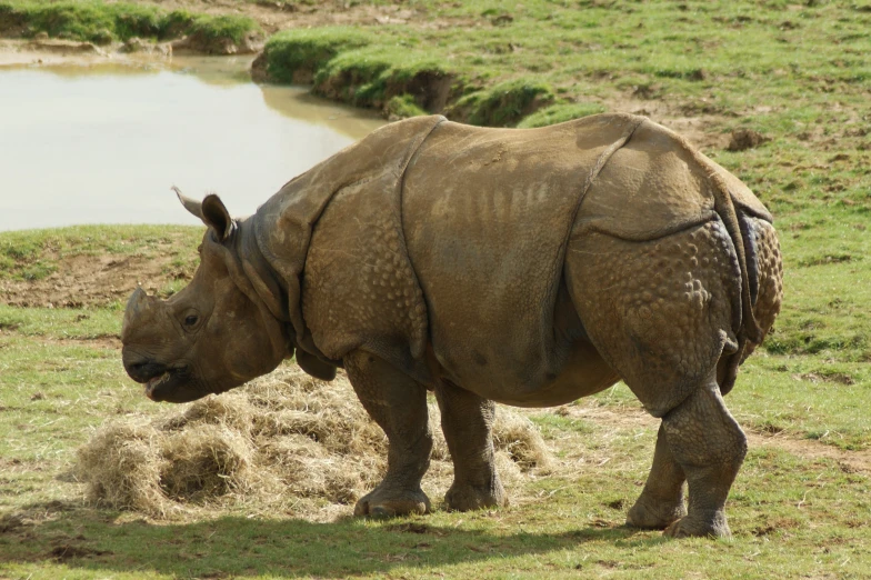 the rhinoceros are looking for food on the ground