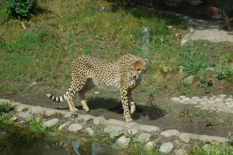 a cheetah looks at soing off in the distance