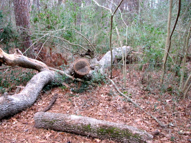 the trunk of a dead tree is lying in a woodland