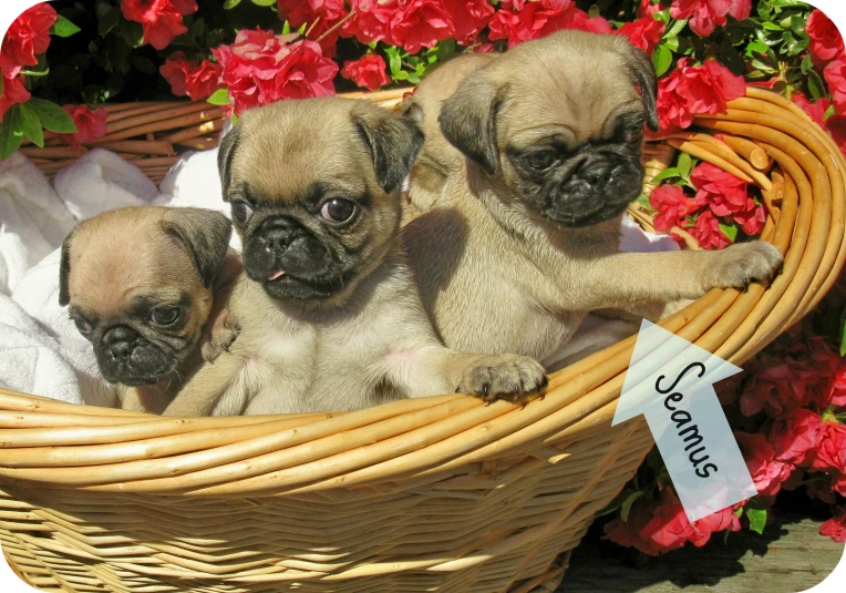 three cute puppies are in the basket next to flowers