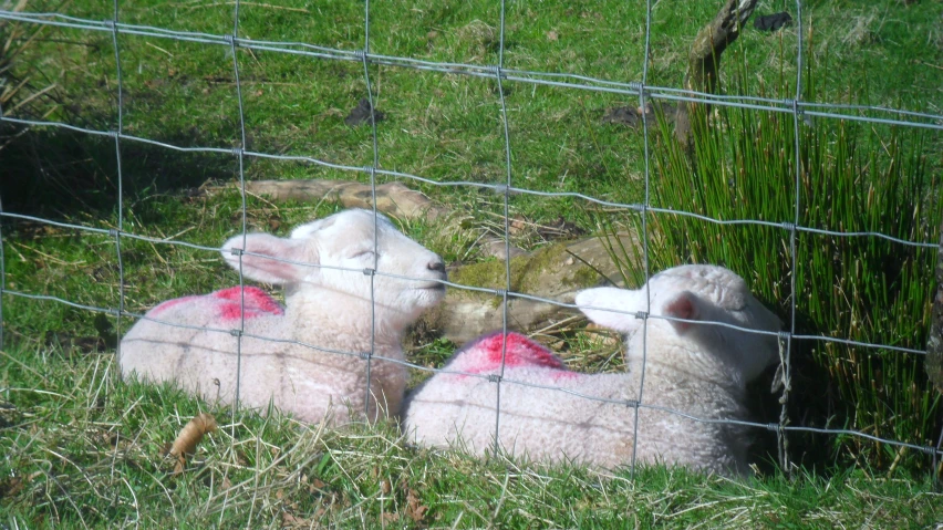 three sheep with pink spots are laying down