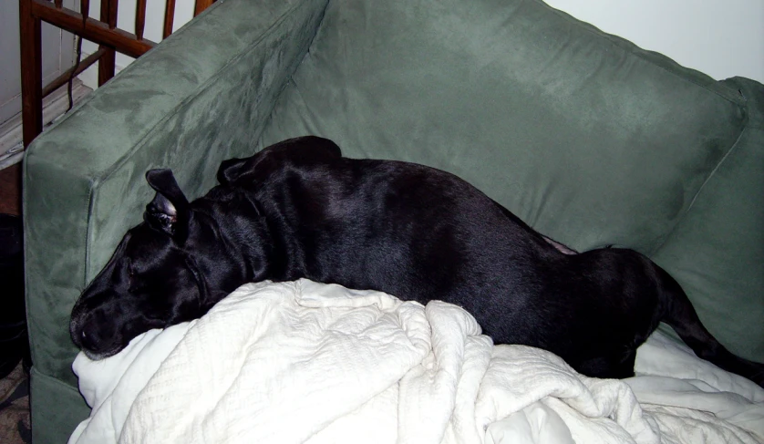 the black dog is laying down on the couch