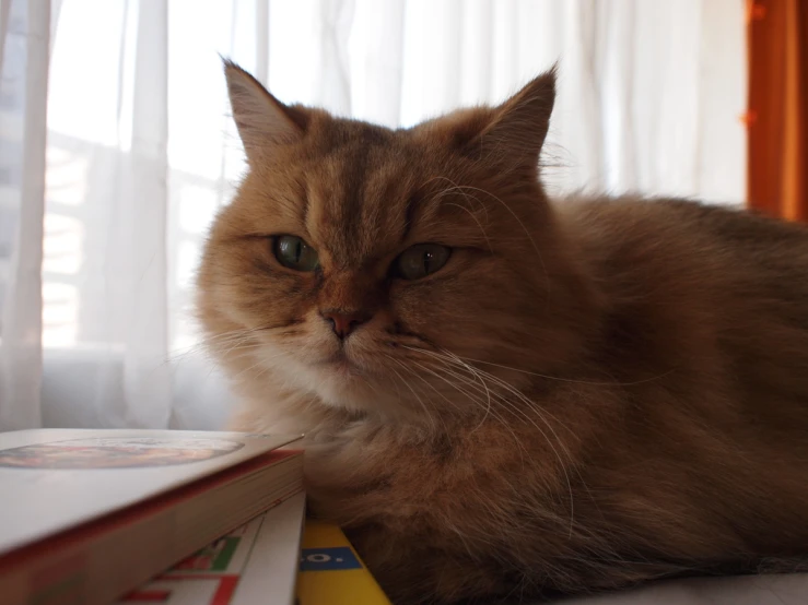 a long haired cat lying next to some books
