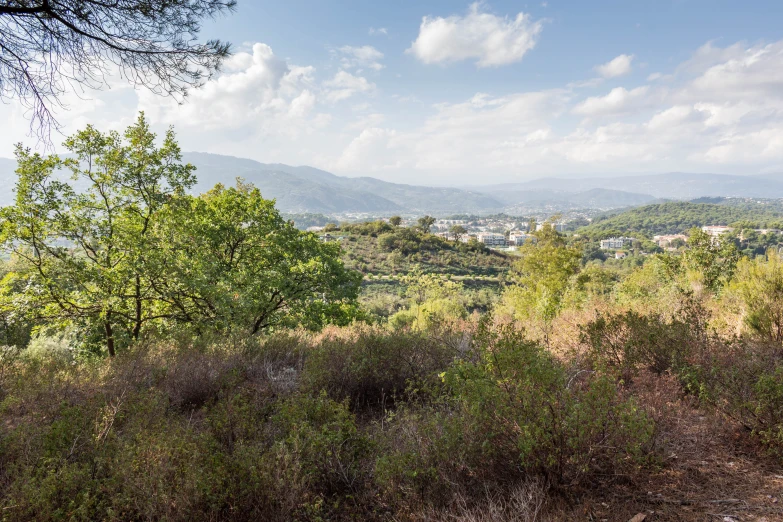 a tree filled with lots of lush green hills